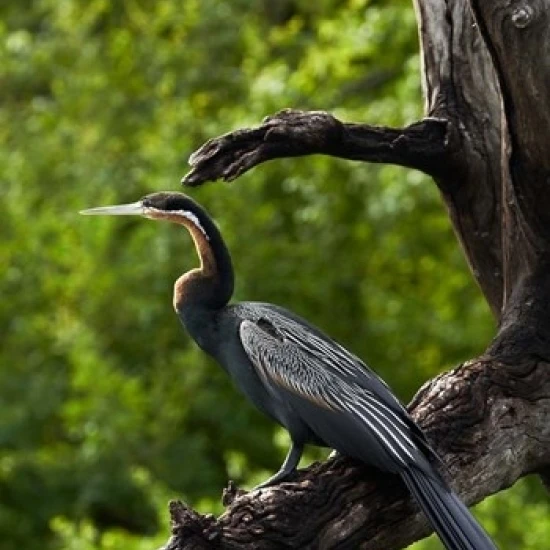 African Darter perched Chobe NP  Kasane  Botswana  Africa Poster Print by David Wall (24 x 35)