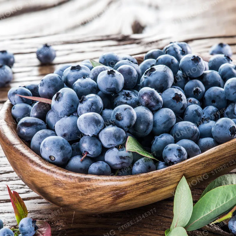 

100 Pcs American Giant Blueberry Fruit Bonsai Germination 95%+ Rare Fruit Tree Bonsai For Home Garden Planting