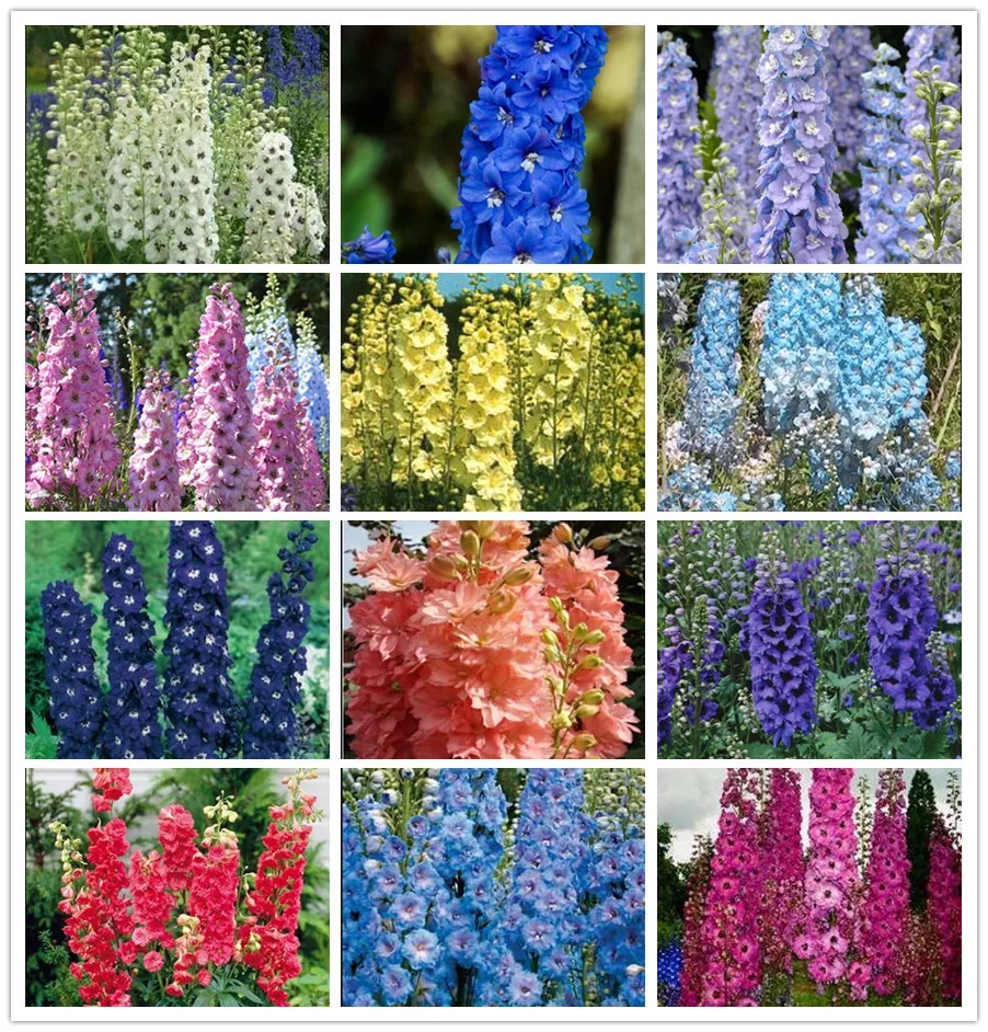 

200 Pcs Colourful Delphinium Bonsai Japan Beautiful Giant Room Family Garden Organic Flowers Hardy plants Gorgeous Cut Flower