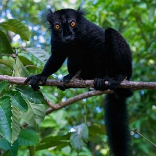 Black Lemur male and female  Lokobe Nature Special Reserve  Northern Madagascar Print by Andres Morya Hinojosa (24 x 36)