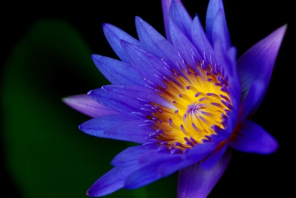pcs Lot Blue Lotus Nymphaea Caerulea Flower Seeds Pot Flower Plant Garden Bonsai Flower Seed Diy Home Plant Plant Tone Seed Plant Picturesplant Banana Seeds Aliexpress