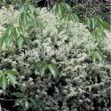 20 шт. импорт американский мясистые семена, Очиток glaucophyllum, Серебряный мороз