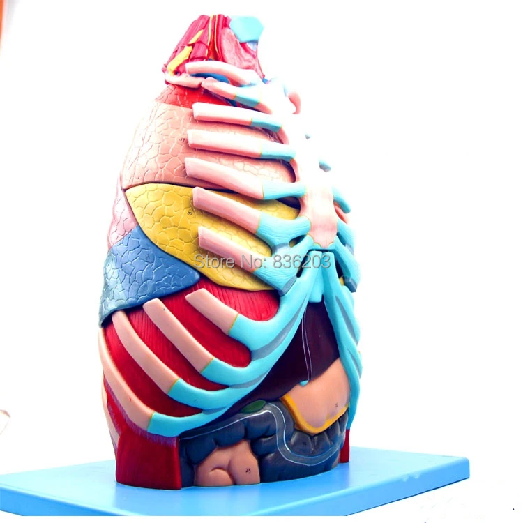 Human Advanced Thoracic Cavity Anatomical Model with Larynx Lung, Heart