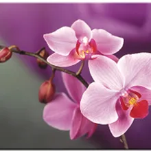 5d Новое поступление DIY, алмазная вышивка, розовые цветы 5D личный заказ, алмазная живопись, вышивка крестиком, наборы, стразы мозаика подарок