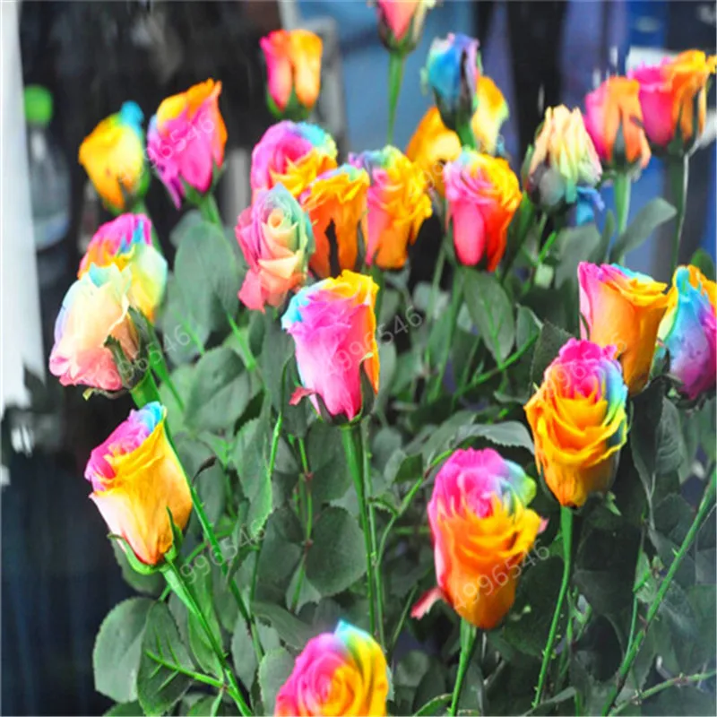 200 pcs Rare Holland Rainbow Rose Flower bonsai Home Garden Rare Flower plant rainbow Rose flores,rose flower seedlings