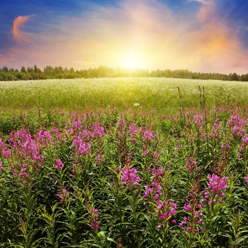 Free Shipping 1.25(W)x1.5(H)m Photography Background Backdrop Vinyl 4x5ft Cool Field Flowers Sunshine Studio Hot Selling Design |
