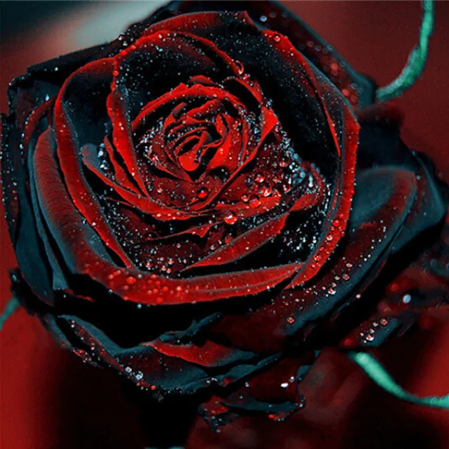 Résultat de recherche d'images pour "rose noir"