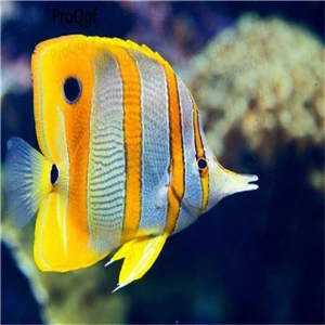 Chaetodontidae 50 шт. набор барбус тетразона Chaetodontidae - Цвет: Chaetodontidae