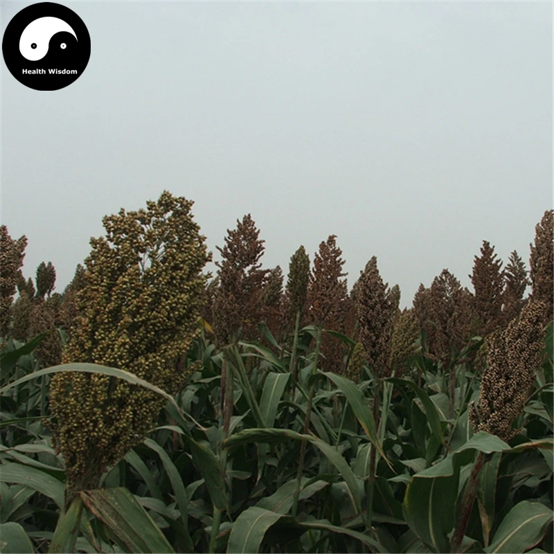 

Buy White Sorghum Semente 200pcs Plant Chinese Grain Sorghum Gao Liang