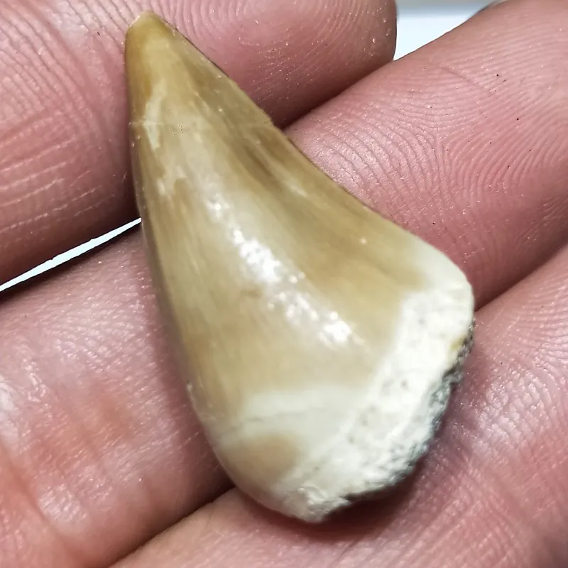 

1pcs 20-30mm natural animal fossil mosasaur teeth fossil mineral specimens for collection as gift decor Pendant free shipping