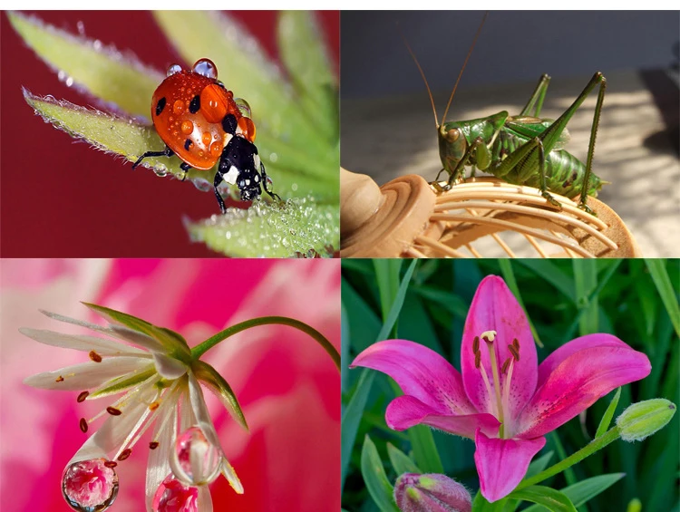 3799969236_1447775751