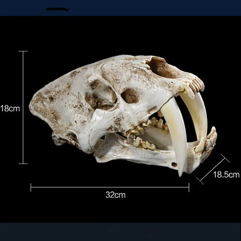 White Saber-Toothed Tiger Resin Skull Replica Head Skeleton Model Bar Decor