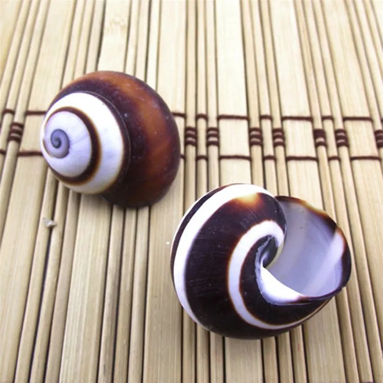 

Brown bread screw 2.5 cm table fish tank The wedding arrangement Small conch shells hermit crabs