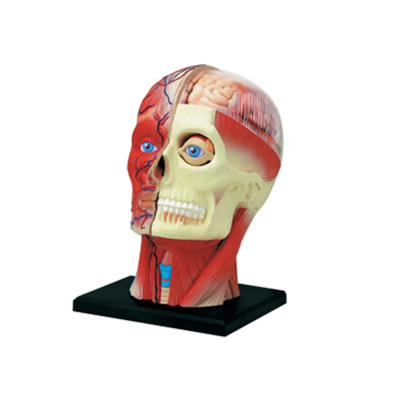4D Craniofacial nerve Intelligence сборная игрушка Анатомия человеческого органа манекен для медицинского обучения DIY популярная научная техника