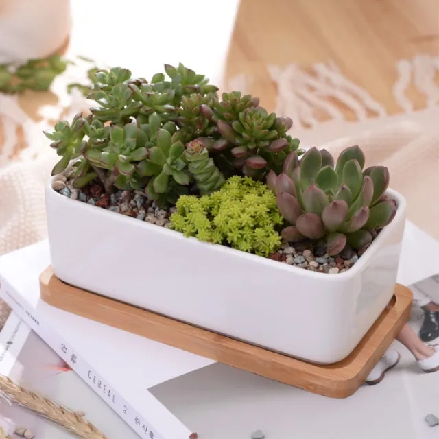 Kerámia Húsos Virágcserepek Minimalista Téglalap Fehér Zamatos Növényi Pot Porcelán Asztali Virág Zakka - Image 3