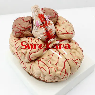 1:1 Human Anatomical Brain Professional New Dissection Medical Teaching Model School Hospital