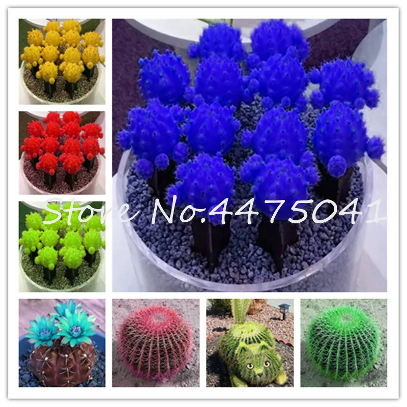 

100 Pcs/Bag Rainbow Mini Cactus Bonsai Rare Succulents Indoor Flowering Cactus Plant Perennial Garden Ornaments Semillas De Flor