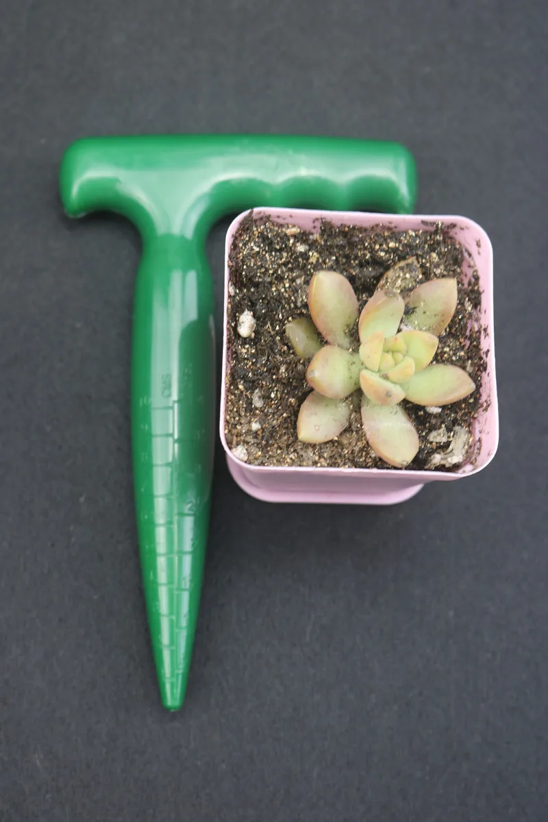 

2019 New Farm Gardening Machine Tool Bonsai Hand Succulent Plants Planter Digger Tool Puncher Cutting Seedling With Scale BZQ-02