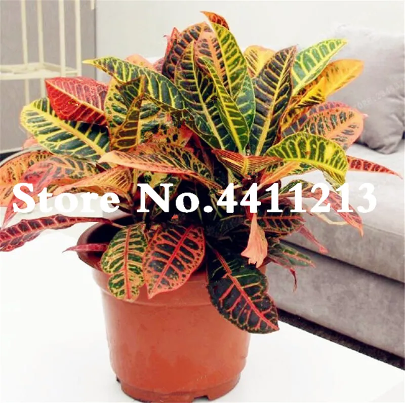 

100 pcs Mini Bonsai Variegated Leaf Croton Mixed Colorful Ornamental Bonsai Plants for Home Garden Patio Codiaeum variegatum