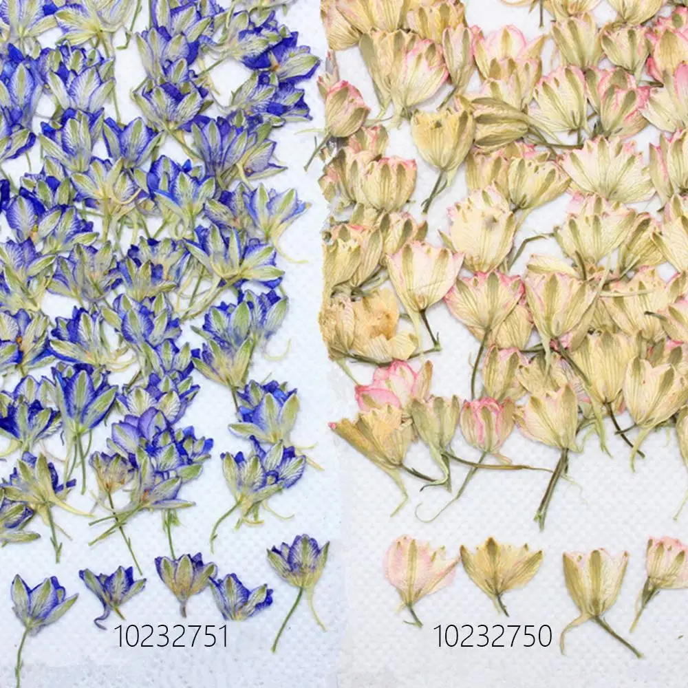 

1-2cm Thousands of birds to spend Pressed Flower Real flower diy pendant 12pcs