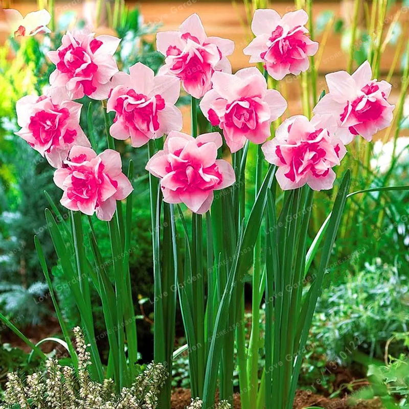 

Daffodil Bonsai Plants Narcissus Flower Double Petals Absorption Radiation Potted DIY Home Garden Plant 100 Pcs
