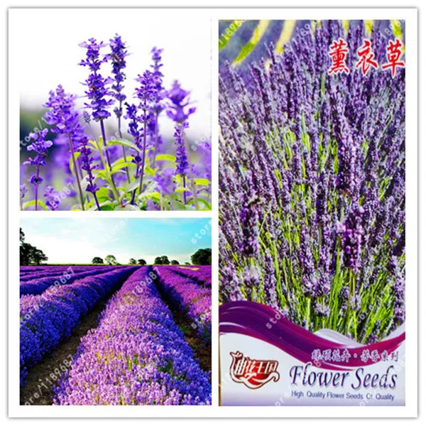 

Original package-True Lavender plants Lavender Angustifolia, Vanilla of Native Species Potted Plants for Home Garden