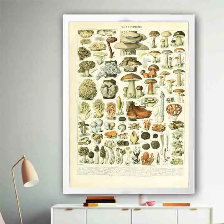 

Art Poster Decoration Print12x18 24x36in Picture Vintage Mushroom Chart Biology Education Wall Decor Canvas Painting