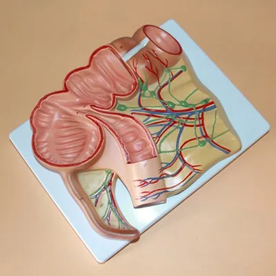 

Cecal аппендикс модель Ileum аппендикс патология пищеварительная система модель медицинское обучение Бесплатная доставка