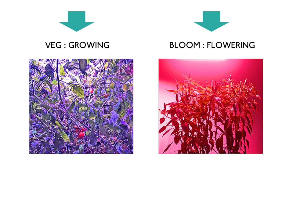 LED Grow Light Full Spectrum COB Chip AC220V 110V 20W 30W 50W DIY Grow LED Lamp For Plant Indoor Garden Hydroponic Grow Tent Box (5)