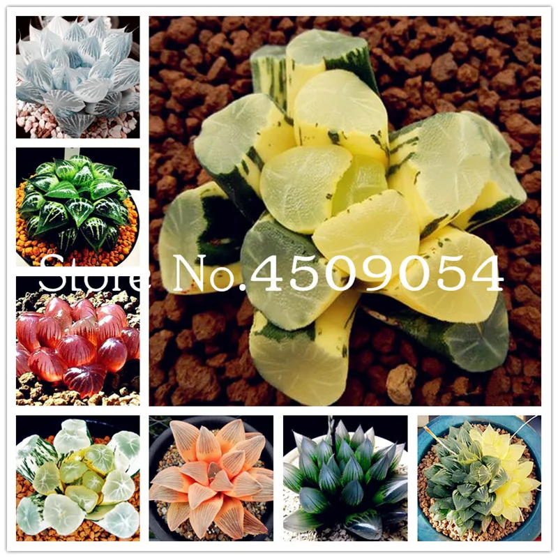 

300pcs Mix Succulent plantas Lotus Lithops Pseudotruncatella Bonsai Seedsplants For Home & Garden Flower Pots Planters Sementes