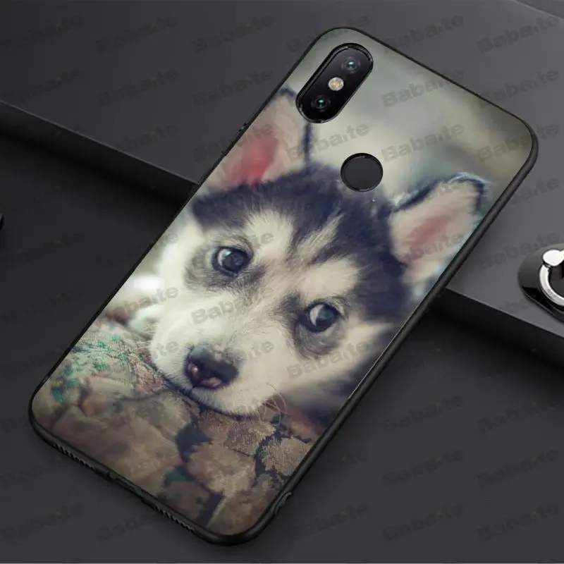 Animal Husky cute Puppy Dog