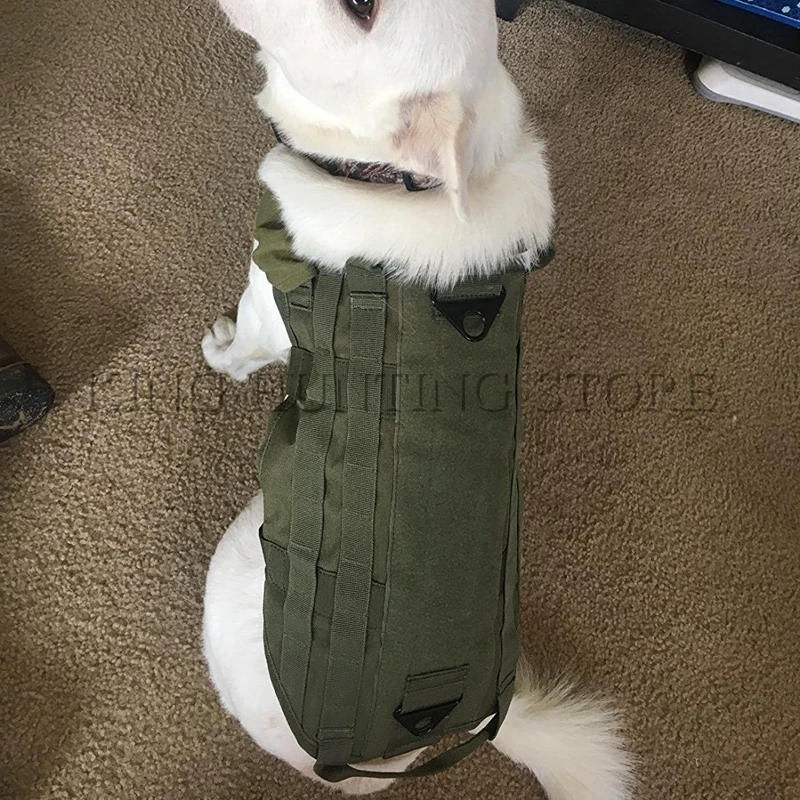 Dog-11