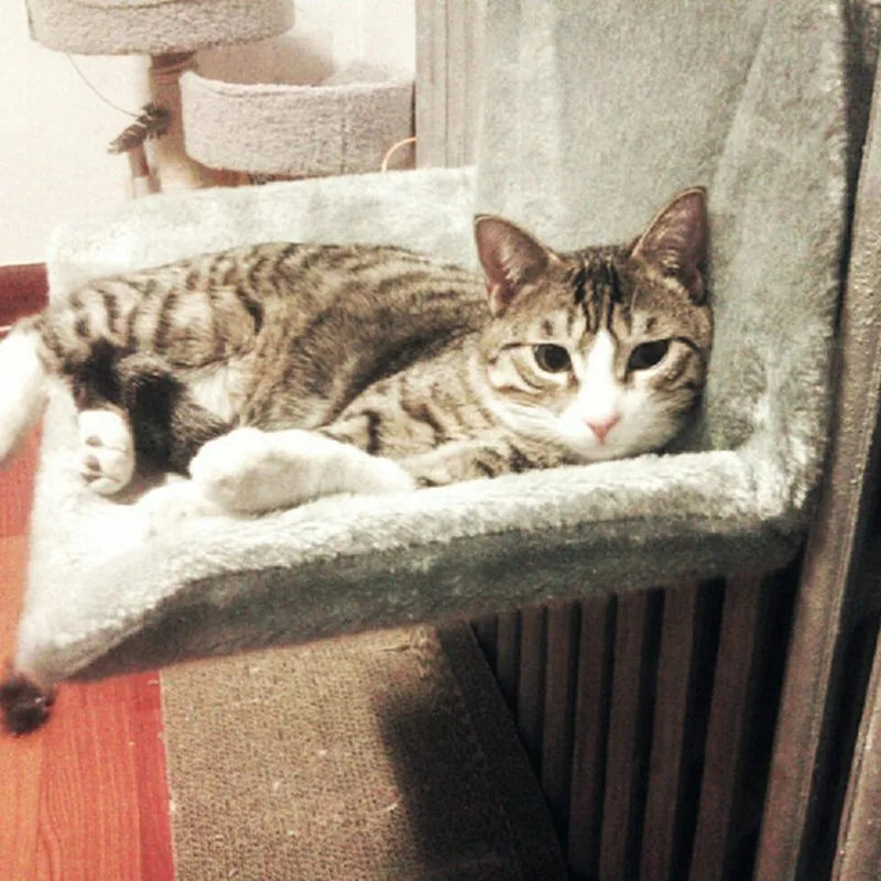 Skup Hamak dla kota łóżko ciepłe miękkie wiszące łóżko dla kota dla kotków zwierząt domowych legowisko dla kota Pad dla małych psów szczeniak kot reszta dom hodowla okno grzejnik