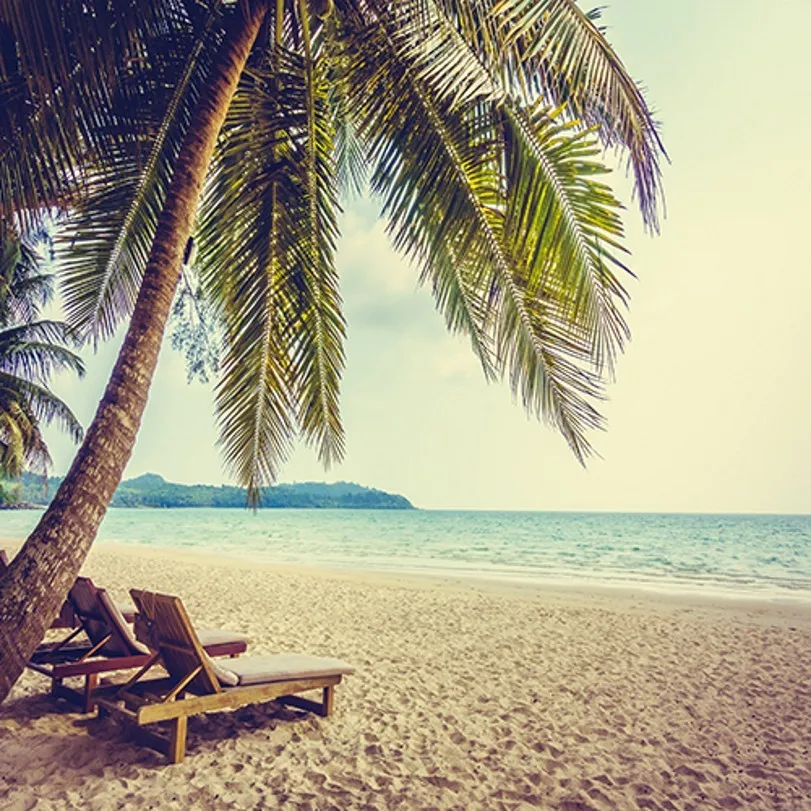 Hawaii Palm Tree Sandy Beach Theme Scene Sea photo ...