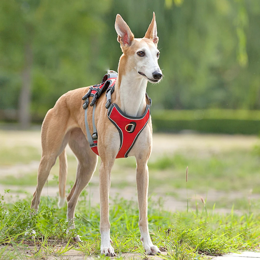 HTB1kJgHXo_rK1Rjy0Fcq6zEvVXaE