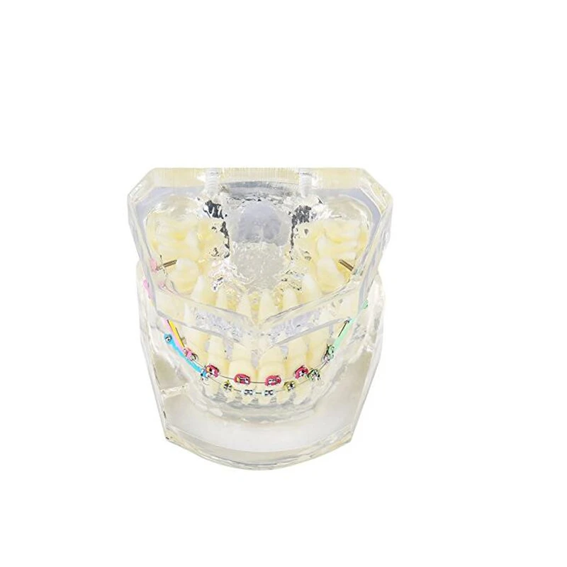 1 шт. Стоматологическое исследование Прозрачные зубы модель стандартный Ортодонтическая модель Brace кронштейны Typodont