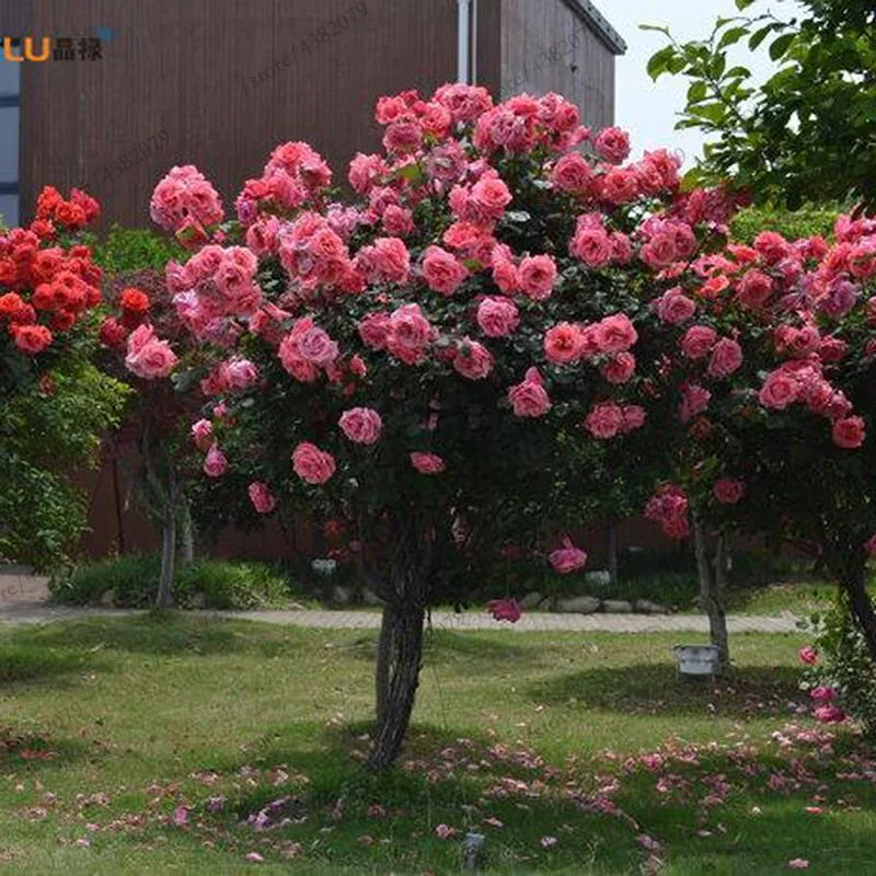 100Pcs Mix-color rose tree seedling rare rose flower Bonsai for home garden planting Potted,Balcony & Yard Flower bonsais planta