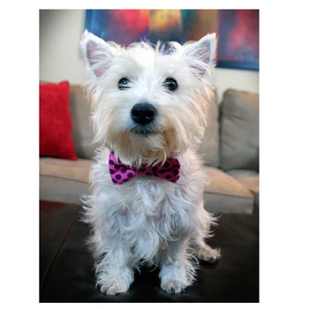 

5d Diy Diamond Painting"westie dog patterns"Embroidery icon Cross Stitch full square round Rhinestone Mosaic Painting Home decor