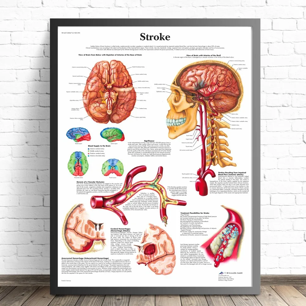 Анатомия человеческих органов, диаграмма, плакаты и принты, холст, художественная декоративная стена, картины для гостиной, домашний декор, картина без рамы