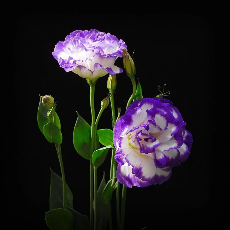 Hot Sale Rare Purple Eustoma Seeds Perennial Flowering