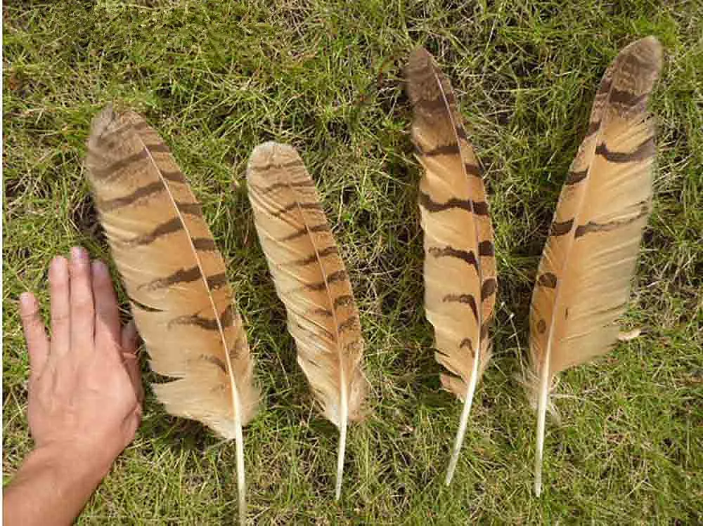 A set of High quality 40pcs/Lot 25 35cm Nature Colour Imitation Owl