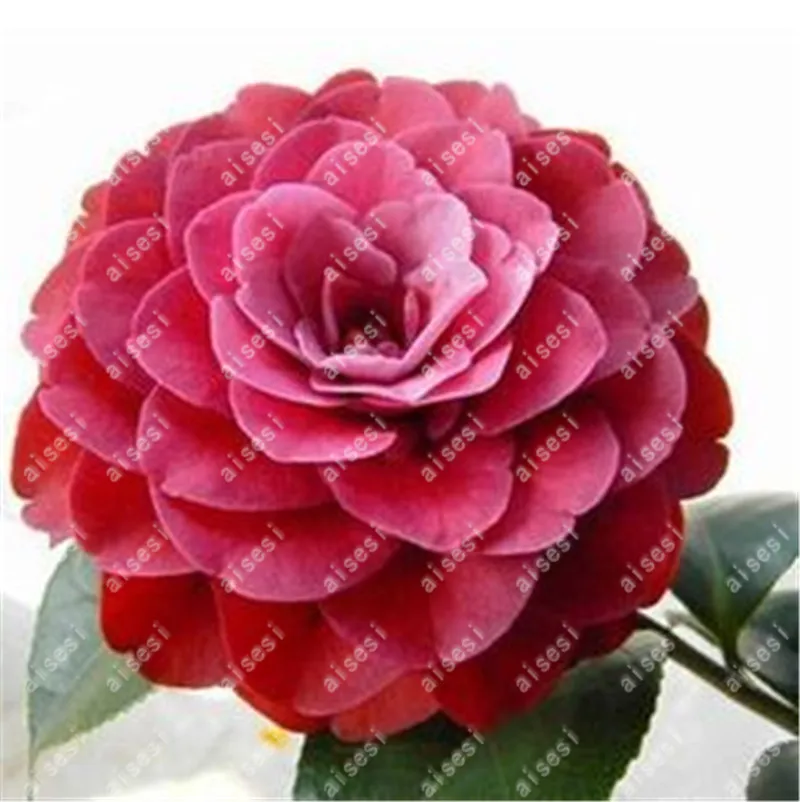 100 pcs Rainbow Camellia Common Camellia Bonsai Perennial Indoor Flower Tree For Home Garden Potted Plant Easy To Grow
