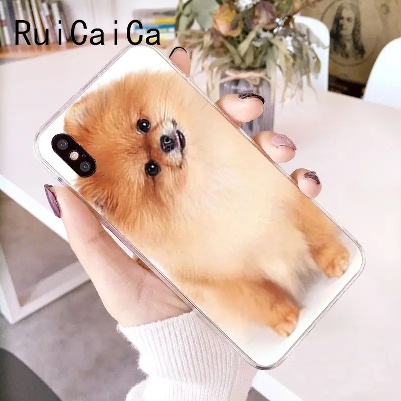 Pomeranian dogs dog