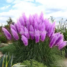 100pcs New Rare Impressive Purple Pampas Grass Seeds Ornamental home garden Plants Flowers seeds Cortaderia Selloana bonsai pot