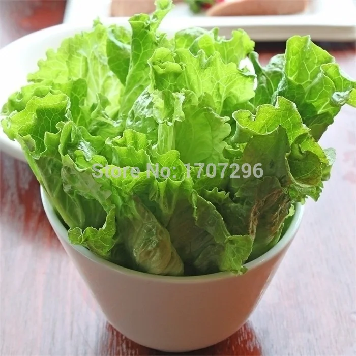 

Balcony healthy organic vegetables Bonsai , Italy lettuce Bonsai 200 pcs