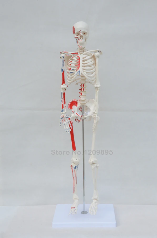 

85CM human skeleton model, with muscle starting and ending point, boutique skeleton model, with herniated disk DHL free shipping