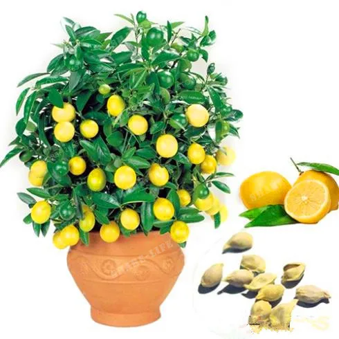 

30 pieces/bag Lemon Tree Bonsai High Survival Rate Fruit Bonsai For Home Gatden Lemon Bonsai Organic Fruit Bonsai