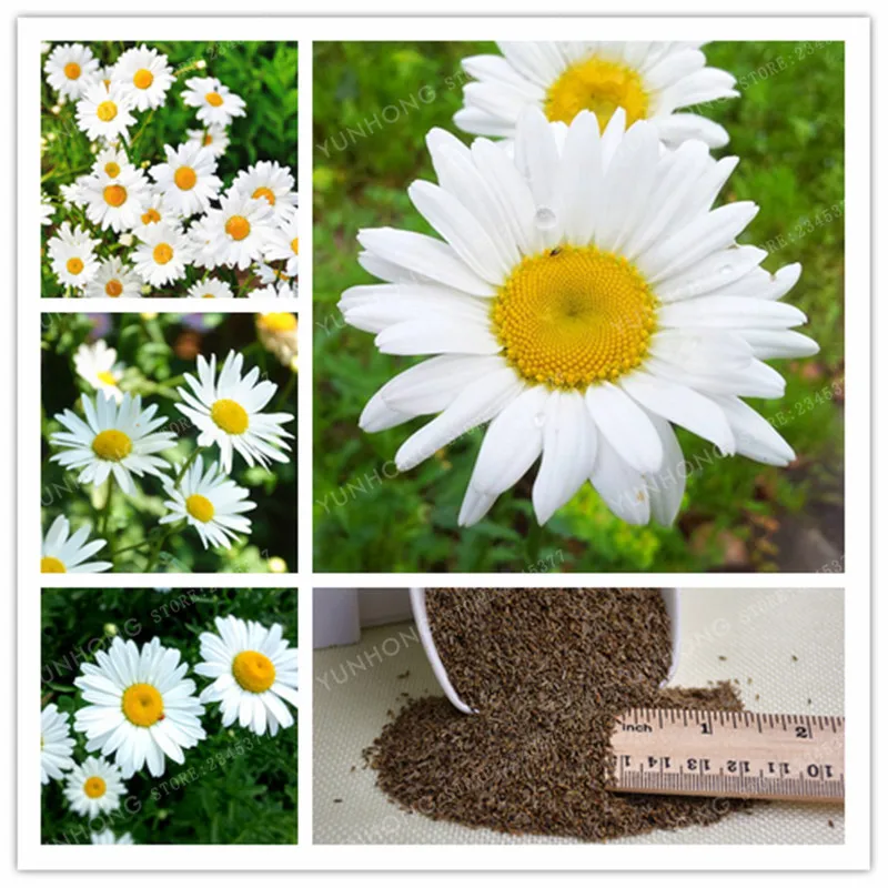 

100 Pcs Rare Family Asteraceae Leucanthemum Maximum Bonsai Daisy Flower Bonsai Beautifying DIY Gardening Flower Bonsai