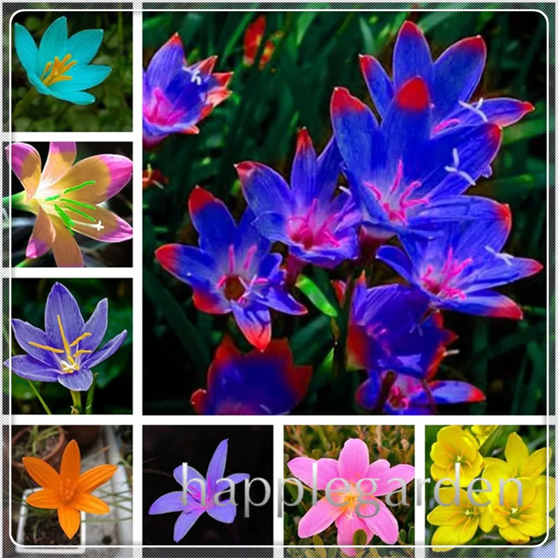

100 pcs Zephyranthes Candida plants (onion Orchid Flowe) Mini Easy Planting Balcony Fun Indoor Flore Pots bonsai Free Shipping
