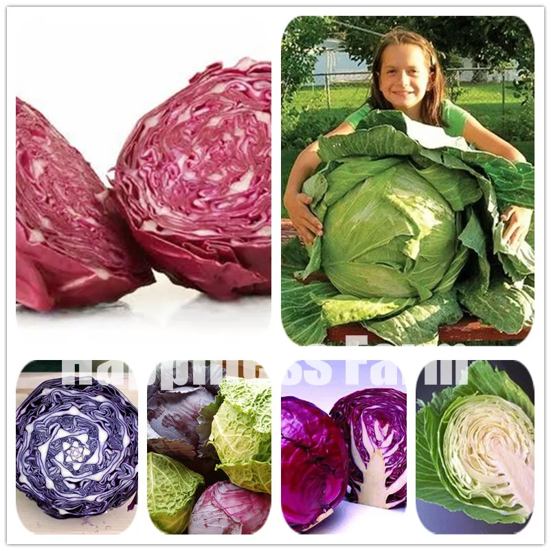 

Hot Sale! New 200 Pcs/Bag Rare Cabbage Chicory Bonsai Organic Garden Vegetables 98%+ Germination Health Vegetable Free Shipping